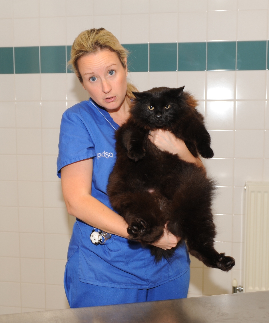PDSA Pet Fit Club - Bailey the cat with Vet Nurse Emma Jenkins.JPG